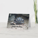 Suche nach reptil karten Schildkröte