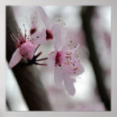 Recherche de rose macro posters Printemps