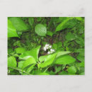 Suche nach iowa postkarten See