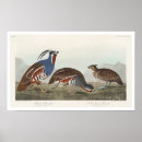 Recherche de perdrix posters Ornithologie