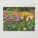 Suche nach lila tulpen postkarten Flora
