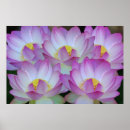 Recherche de fleur lotus rose posters Lis