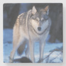 Suche nach grauer wolf untersetzer Schnee