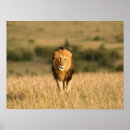 Suche nach male lion poster Tierwelt