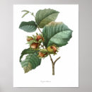 Suche nach haselnuss poster Baum