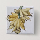 Suche nach veg buttons Botanisch