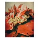 Suche nach vintage pfingstrose poster Floral