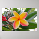 Suche nach tropical flowers poster Red