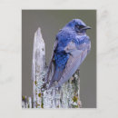 Recherche de nester cartes postales Bird
