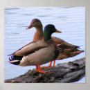 Suche nach mallard poster Tiere