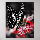 Suche nach roter schmetterling poster Schmetterlinge