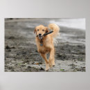 Suche nach vergnügen poster Strand
