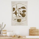 Recherche de fruit vintage posters Maison