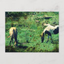 Recherche de cheval pinto cartes postales Équin
