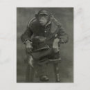 Recherche de chimpanzés cartes postales Vintage