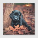 Suche nach schwarzer labrador retriever welpe karten Hunde