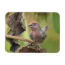 Recherche de grains magnets Pour elle