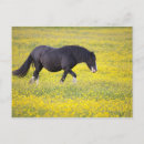 Recherche de fleurs de champ cartes postales Agriculture
