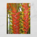 Suche nach heliconia postkarten Pflanze