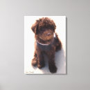 Suche nach australische tiere leinwandbilder Hund