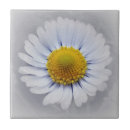Recherche de marguerite carreaux Brillant