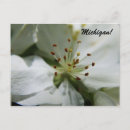 Recherche de blossom cartes postales Photographie de la nature
