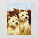 Recherche de chien westie cartes postales Westies