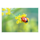 Suche nach ladybug poster Pflanze