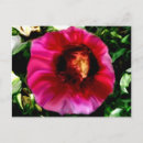 Suche nach gesichter postkarten Blumenreich