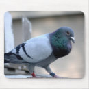 Recherche de pigeons tapis souris Oiseau