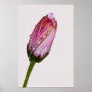Recherche de osteospermum posters Photographie