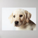 Suche nach labrador welpe poster Baby