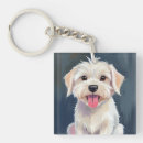 Recherche de chiot maltais porteclés Blanc