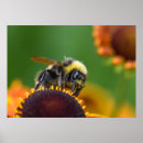 Suche nach bumble bee poster Hummeln