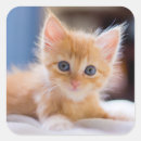 Suche nach niedliche augen aufkleber Tier