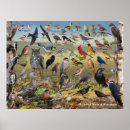 Suche nach vogelplakat Kardinal