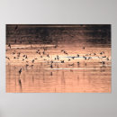 Suche nach schwalben poster Tiere