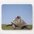 Recherche de coquille tortue tapis souris Froid blooded