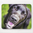 Suche nach labrador welpen mousepads Vertikal