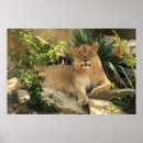 Suche nach lioness poster Katze