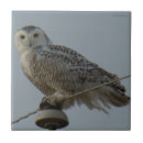 Suche nach raubvögel fliesen Eule