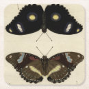 Recherche de insecte dessous de verres Papillons