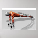 Recherche de muscle humain posters Formation de poids
