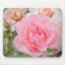 Suche nach wohlriechend Rose