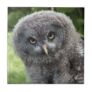 Suche nach raubvögel fliesen Eule