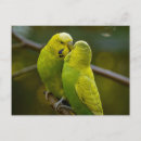 Suche nach budgie postkarten Liebhaber