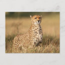 Suche nach acinonyx jubatus postkarten Farbbild