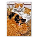 Recherche de somnolent photographie Minou