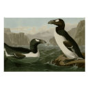 Suche nach auk Großer auk