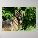Recherche de alsaciennes posters Cheveux longs